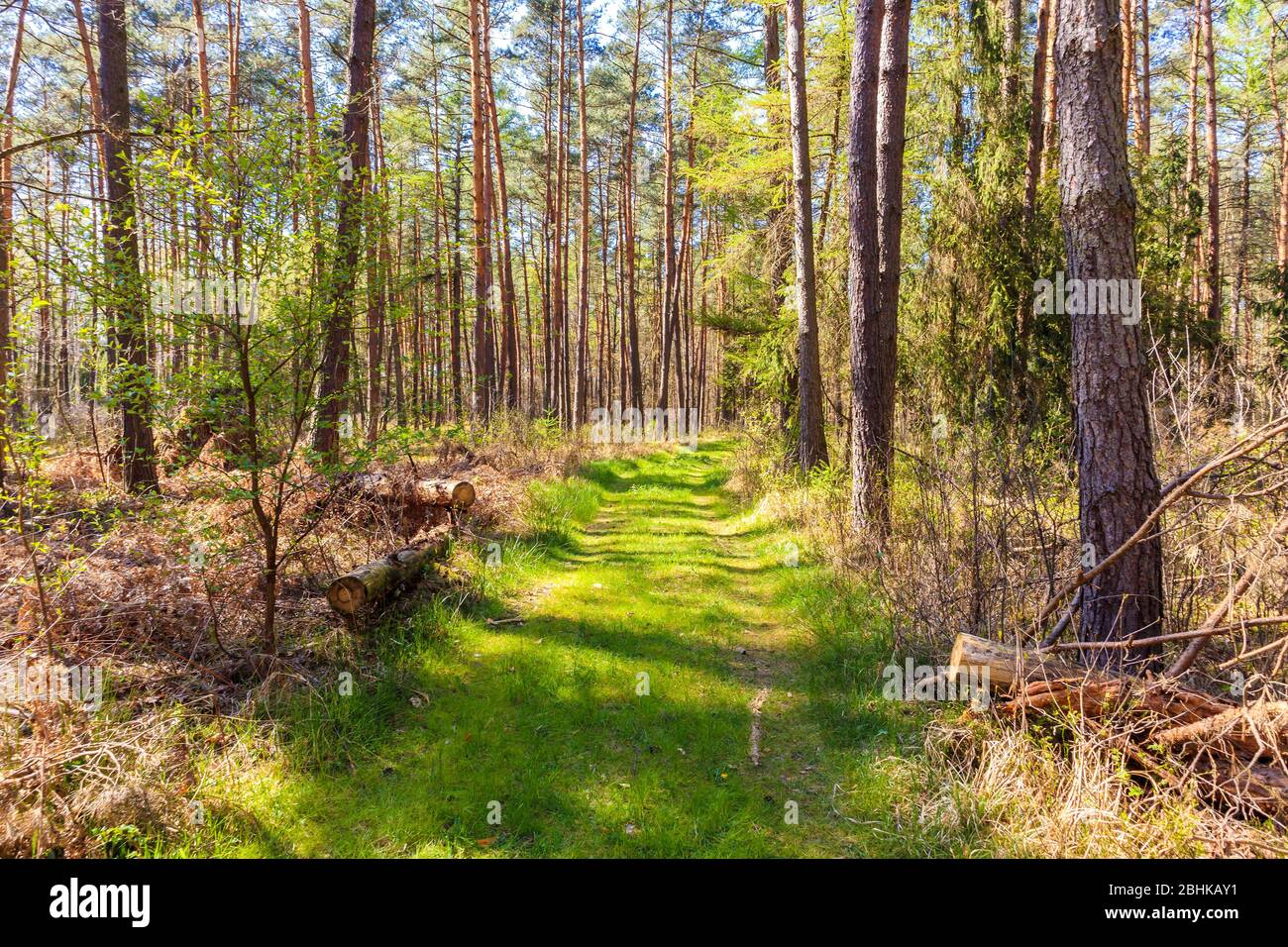 Sentiero nella foresta nella soleggiata giornata primaverile a Puszcza Niepolomicka vicino a Cracovia città, Polonia Foto Stock