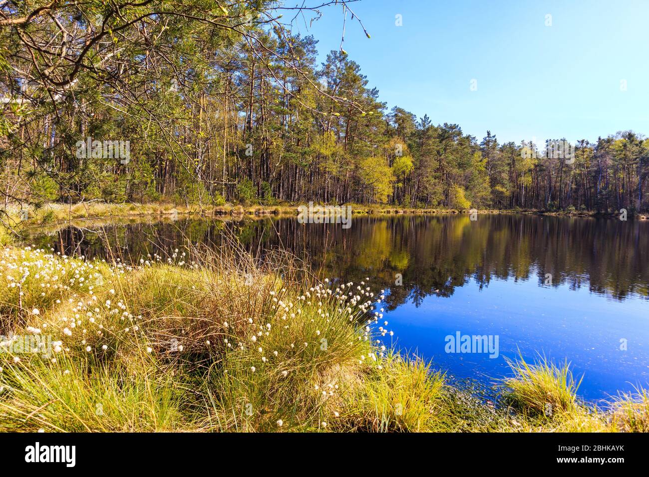 Alberi di pino foresta riflessione in acqua di piccolo lago a Puszcza Niepolomicka vicino a Cracovia città, Polonia Foto Stock