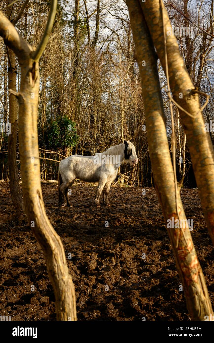 Irlanda cavallo Irish Gypsy Vanner cavallo in piedi in un campo fangoso come visto attraverso gli alberi a Killarney, Irlanda Foto Stock