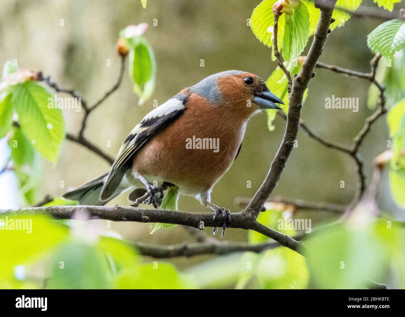 Chaffinch maschio (Fringilla coelebs) arroccato in un albero, Lothian occidentale, Scozia. Foto Stock