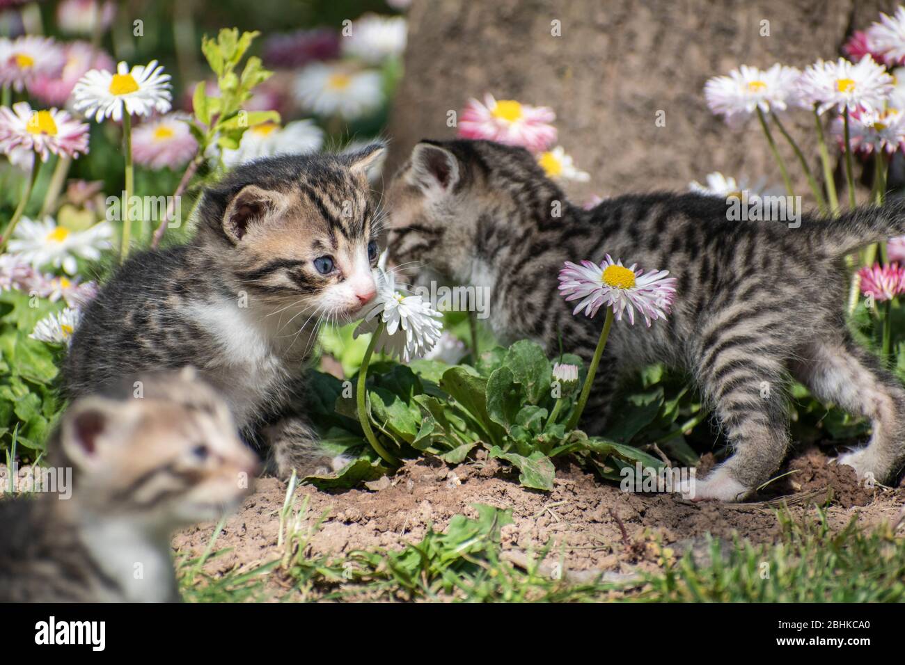 Cuccioli giovani, felis catus, nel giardino con fiori bellis perennis Foto Stock