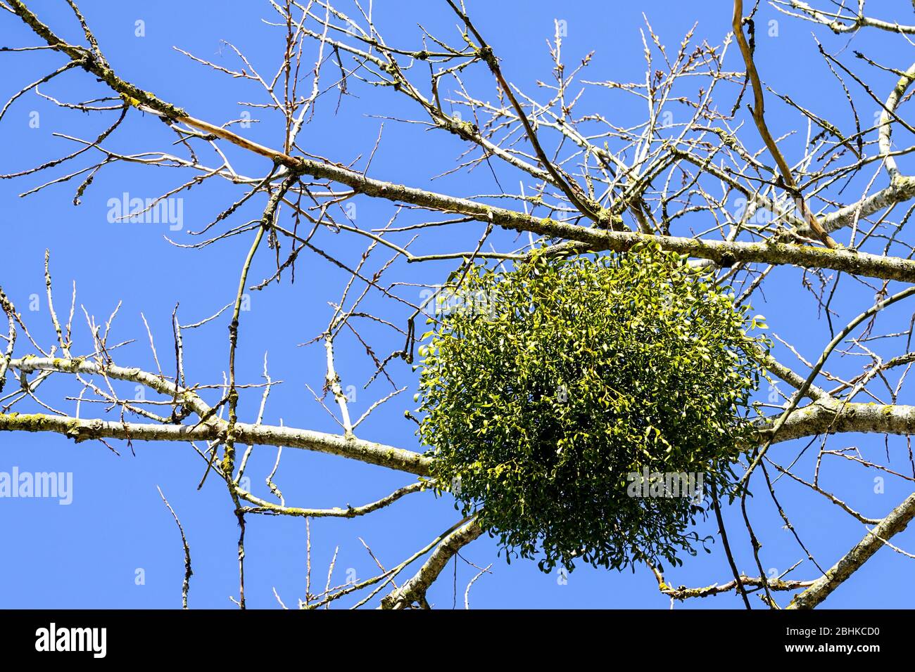 sfera forma grande mistletoe cresciuto su ramo di albero in primavera Foto Stock