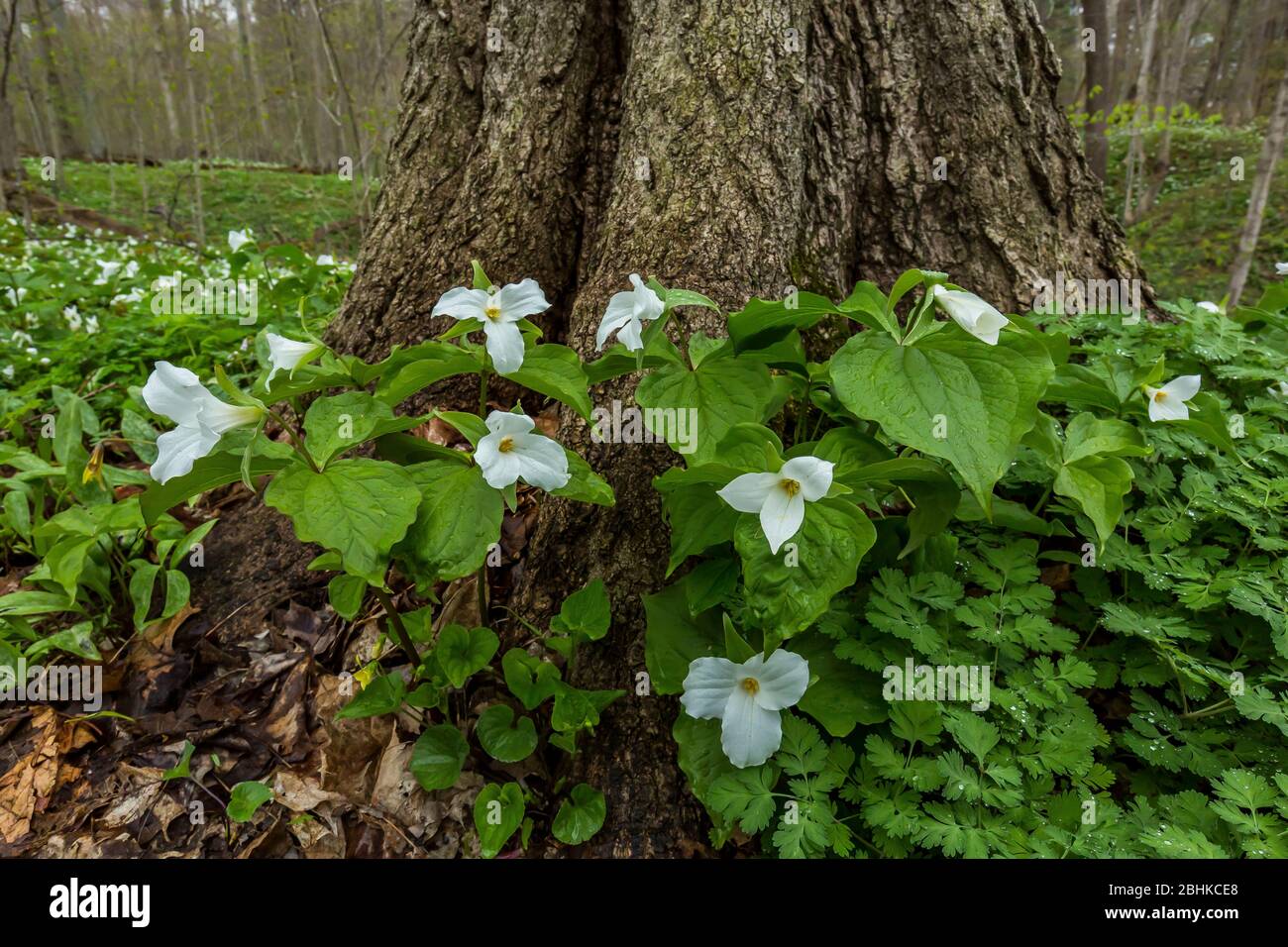 Trillium, Trillium granulflorum, a fiore grande, intorno ad un acero da zucchero nella riserva naturale di Trillium Ravine, di proprietà dell'associazione naturale del Michigan, Foto Stock