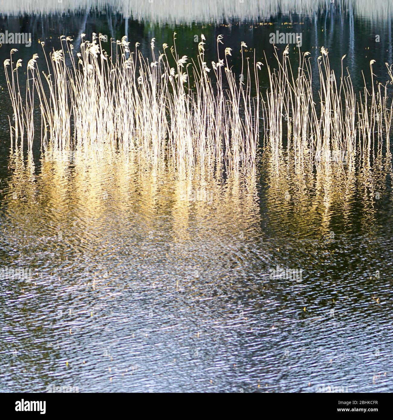 bella vista della tonalità dorata delle canne secche in acqua Foto Stock