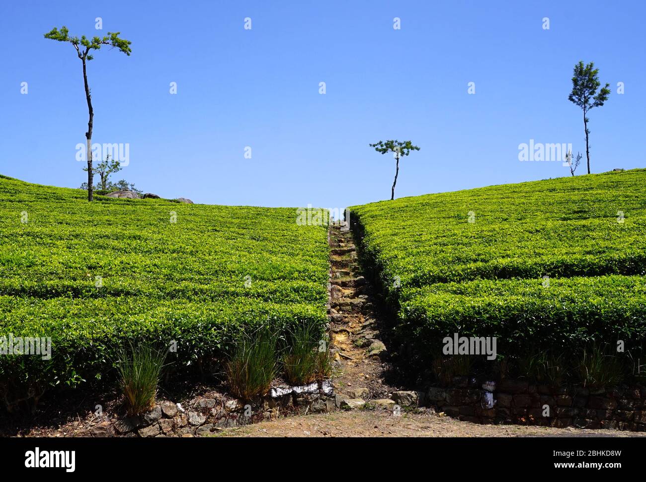 Piante di tè bisecate da un percorso in una piantagione di tè vicino alla sede di Lipton nella regione collinare dello Sri Lanka Foto Stock