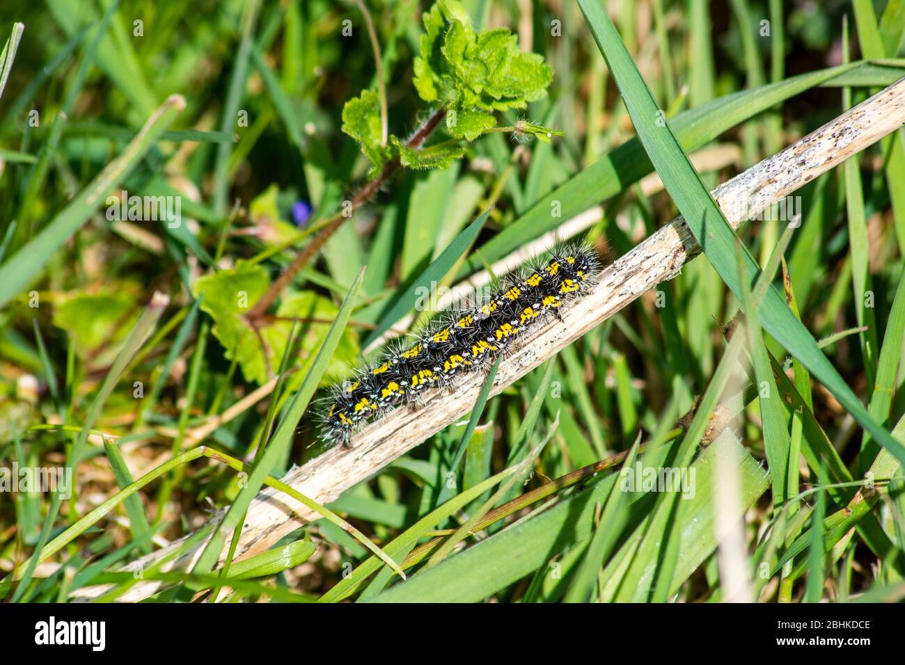 Un bruco spiroso nero e giallo della tigre scarlatta Moth Callimorfa dominula strisciare su un fusto di pianta morto circondato da erba Foto Stock