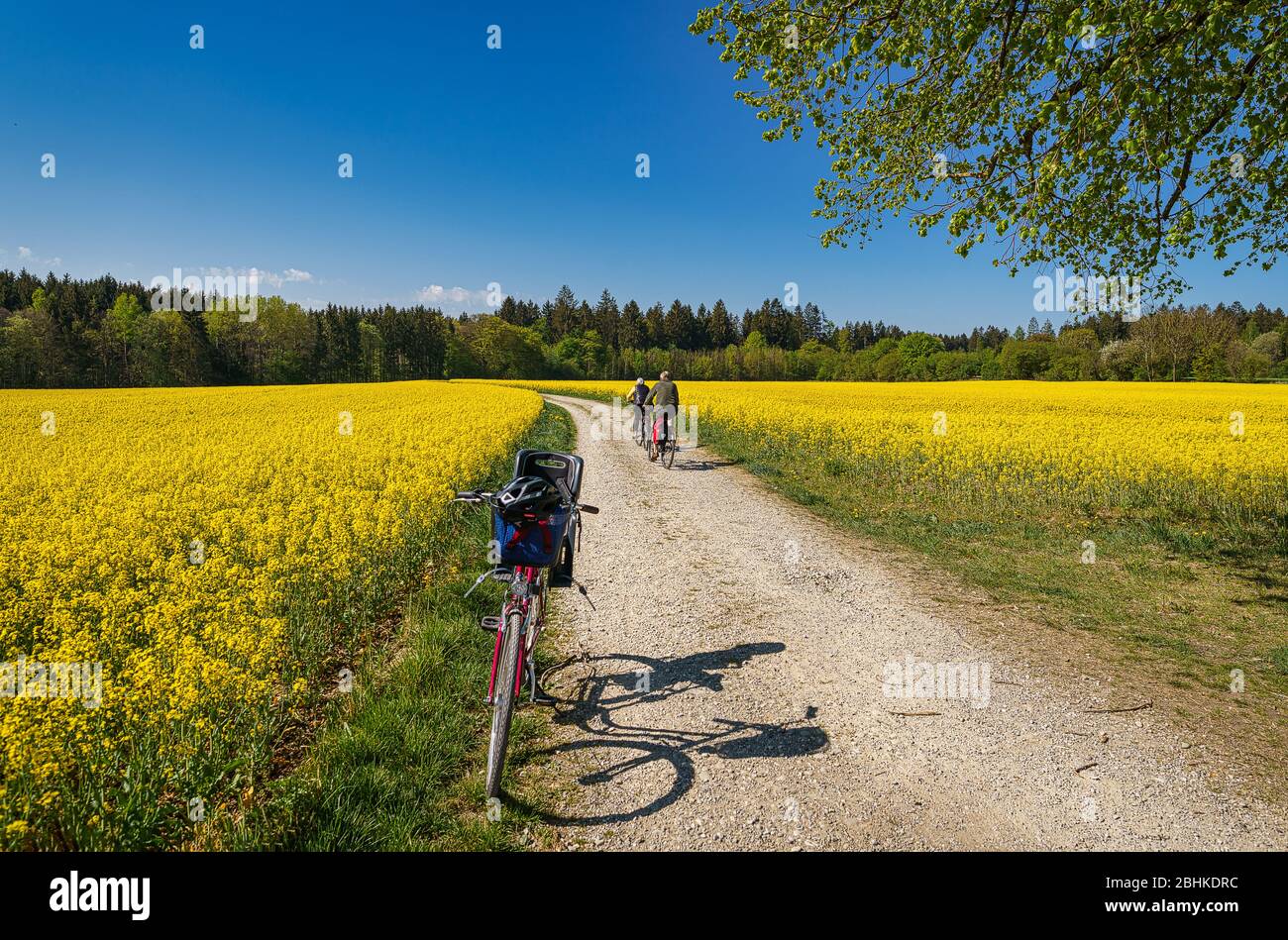 Una vecchia coppia sta andando in bicicletta durante il tour guidando attraverso una strada incorniciata di ravizzone con un'altra bici in primo piano. Foto Stock