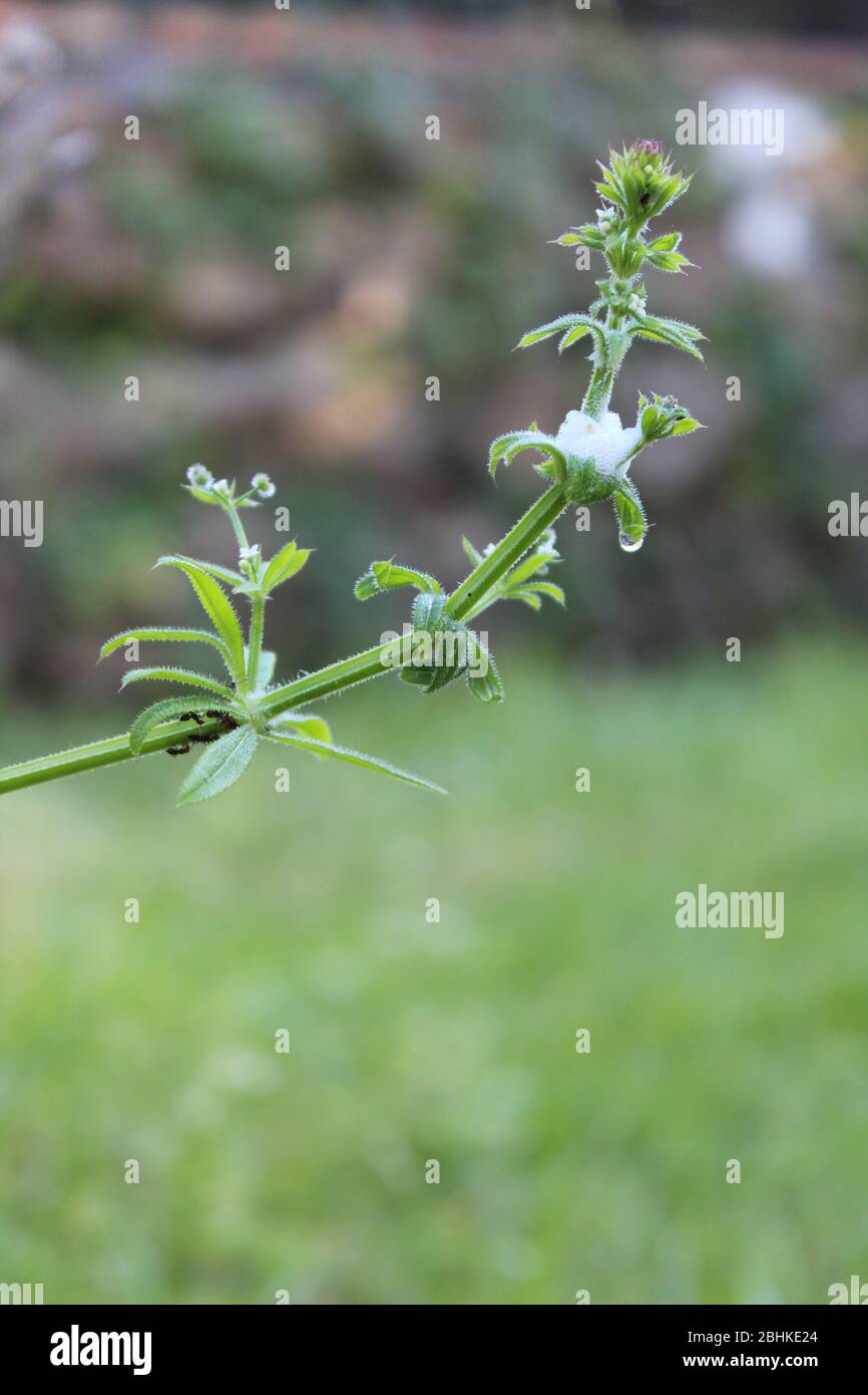 formiche su erbacce appiccicose Foto Stock