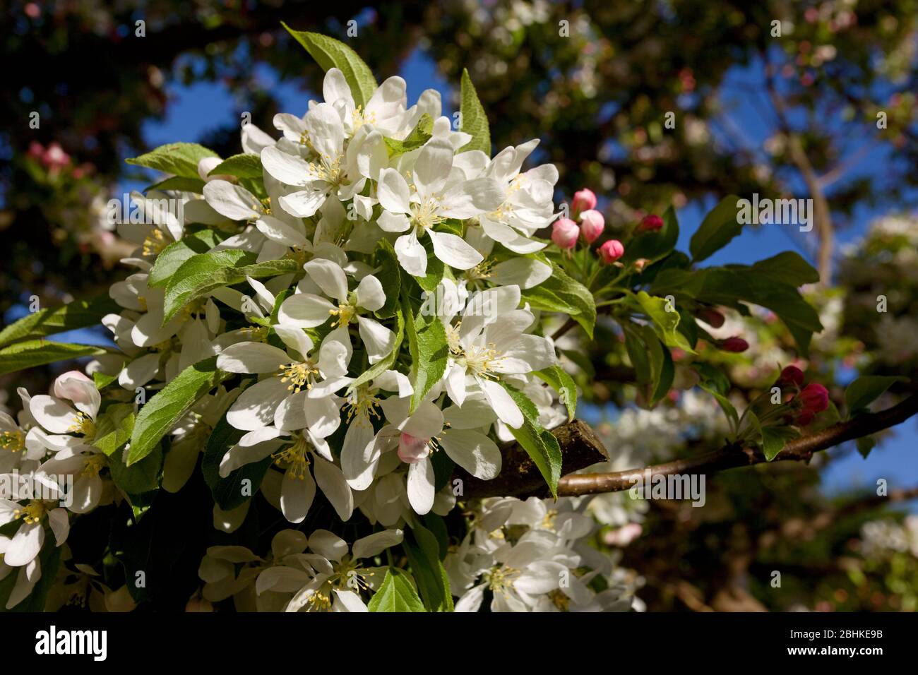 Granchio Mela fiore, Inghilterra Foto Stock