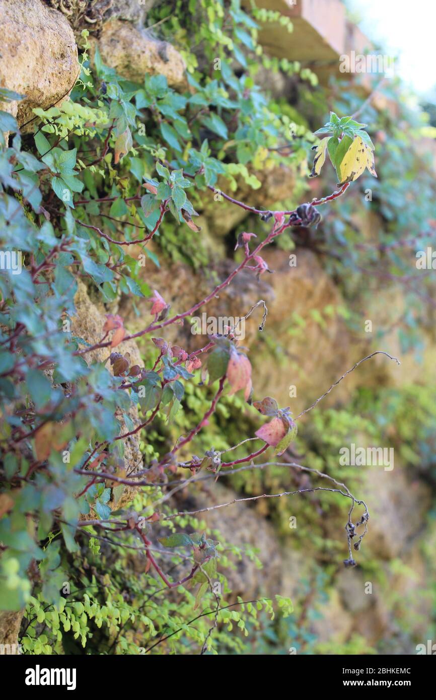 piante che crescono su un vecchio muro di mattoni e pietra in un giardino sovracoltivato Foto Stock piante che crescono su un vecchio muro di mattoni e pietra in un giardino sovracoltivato Foto Stock