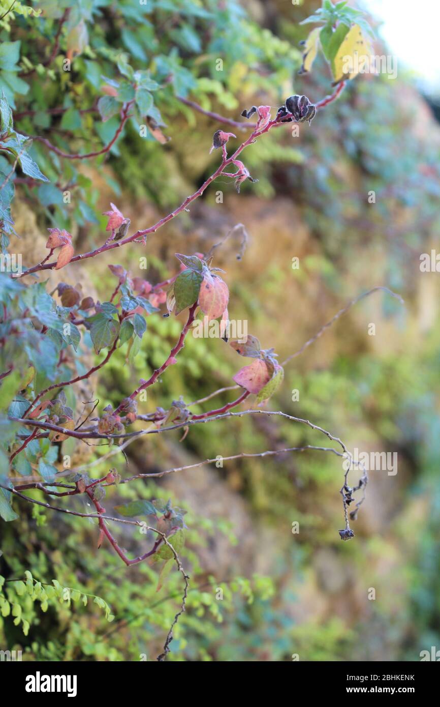 piante che crescono su un vecchio muro di mattoni e pietra in un giardino sovracoltivato Foto Stock piante che crescono su un vecchio muro di mattoni e pietra in un giardino sovracoltivato Foto Stock
