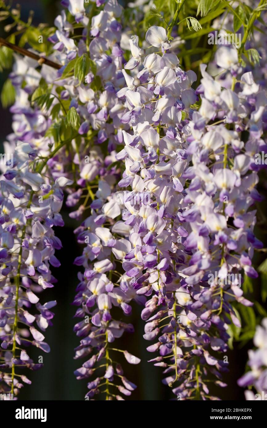 Primo piano di Wisteria fiorente, Inghilterra Foto Stock