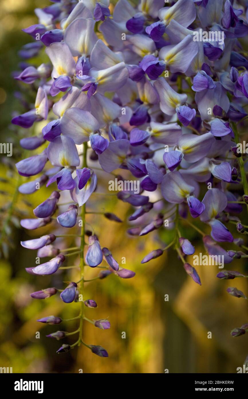 Fioritura Wisteria in tarda primavera. Aprile 2020, Inghilterra Foto Stock