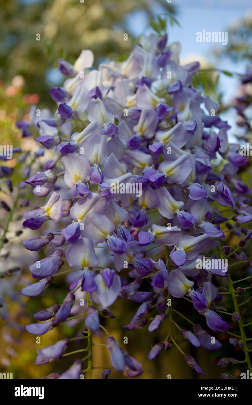 Fioritura Wisteria in tarda primavera Foto Stock