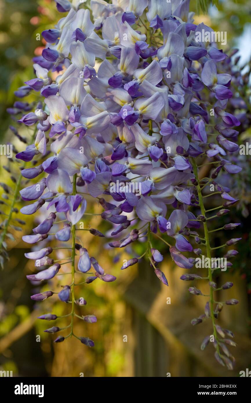Primo piano della fioritura di Wisteria, Inghilterra Foto Stock
