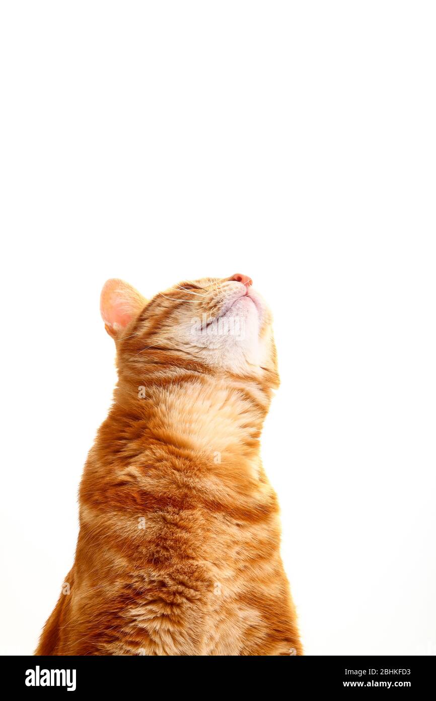 Cute ginger tabby gatto guardando verso l'alto in attesa di delizie Foto Stock
