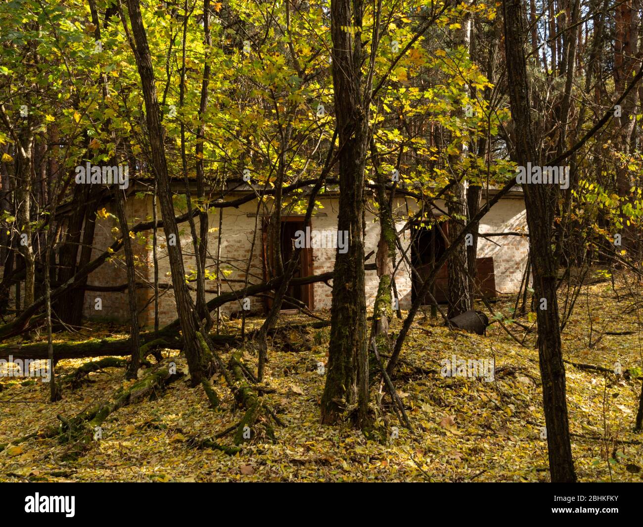 Asilo nido dintorni presi dalla natura nella zona di esclusione di Cernobyl, Ucraina dalla natura nella zona di esclusione di Cernobyl, Ucraina Foto Stock