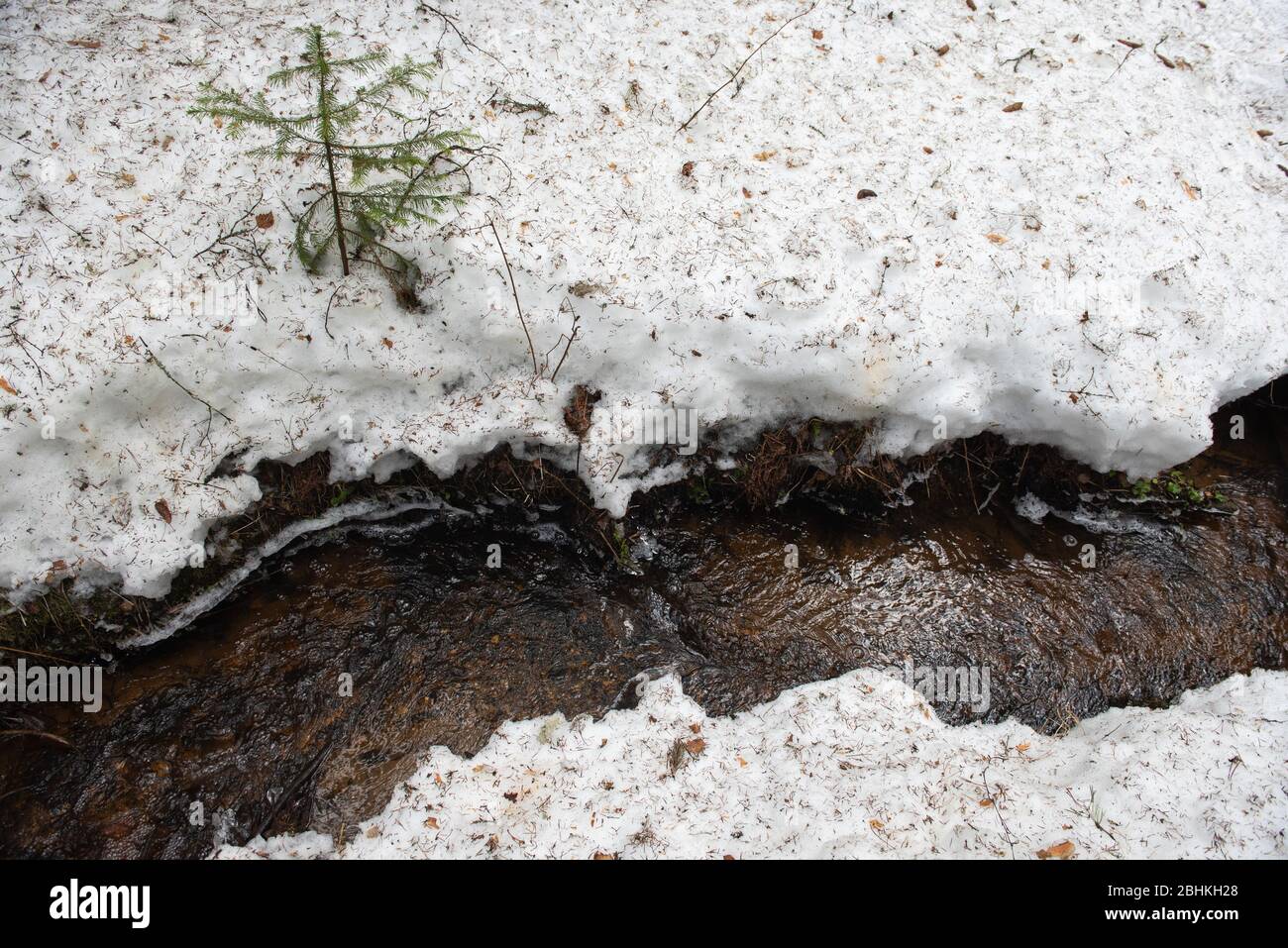Il rapido flusso di un ruscello di foresta primaverile con gocce congelate su rami caduti. Foto Stock