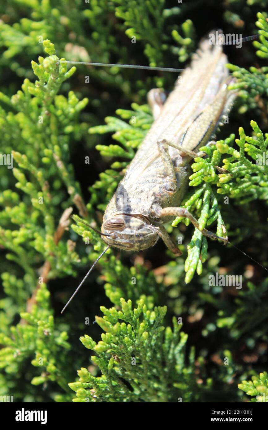 trinciatrice a leva sulla boccola del conifera Foto Stock