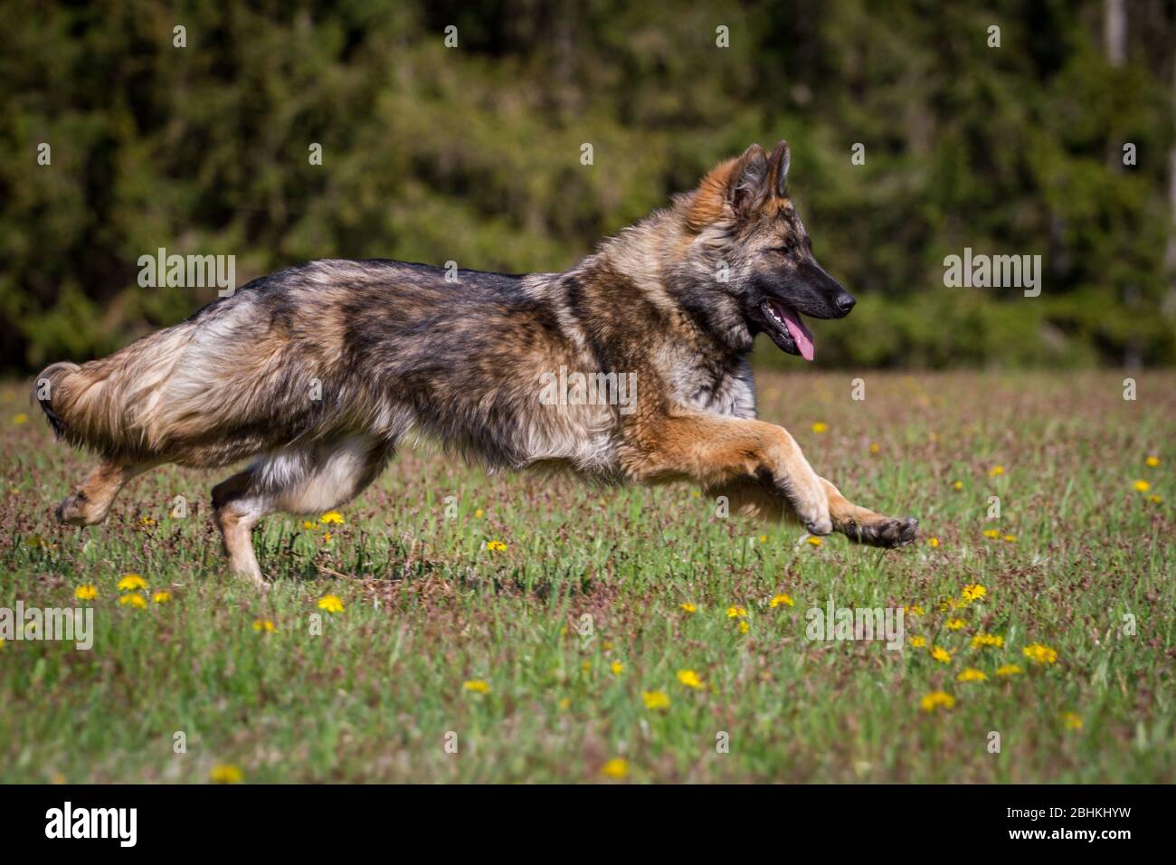 Cane Pastore tedesco a pelo lungo (cane alsaziano) in esecuzione Foto Stock