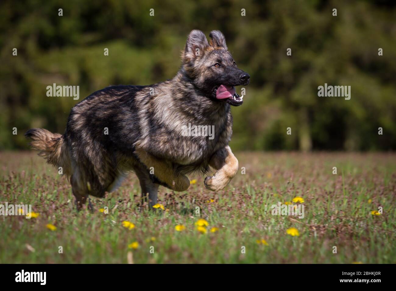 Cane Pastore tedesco a pelo lungo (cane alsaziano) in esecuzione Foto Stock