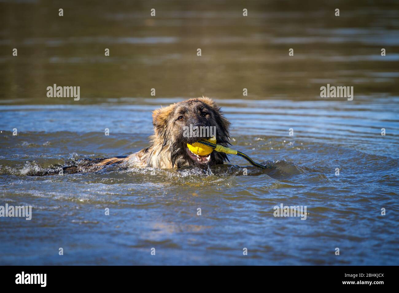 Cane pastore tedesco a pelo lungo (cane alsaziano) nuotare e scaricare una palla in acqua Foto Stock