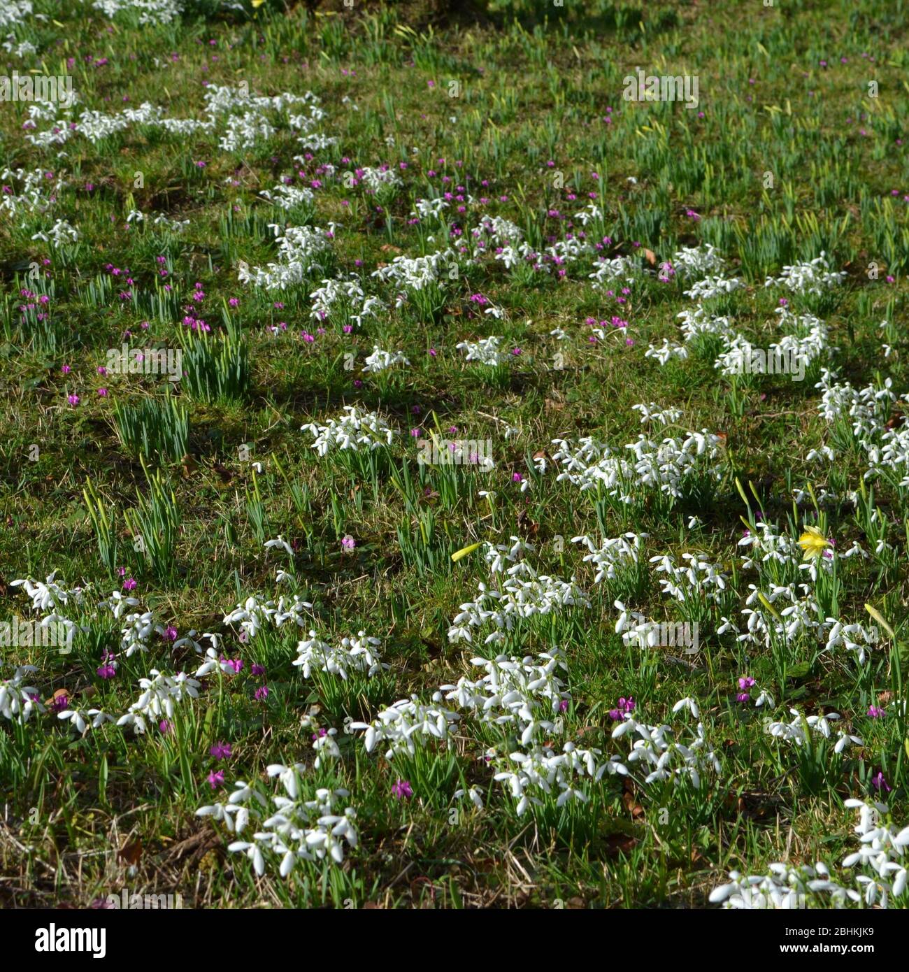 Snowdrops (Galanthus), ciclamini e narciso su un pavimento del giardino: Fiori bianchi luminosi su foglie verdi a basso livello nel primo spr Foto Stock