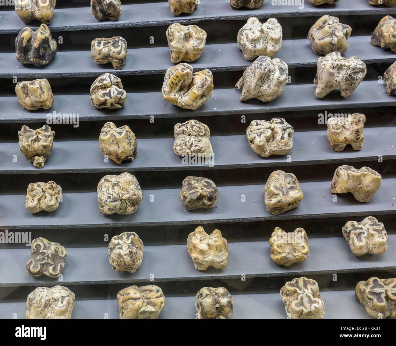 Denti molari ippopotamo esposti nel museo di Ghar Dalam, grotta archeologica di Malta Foto Stock