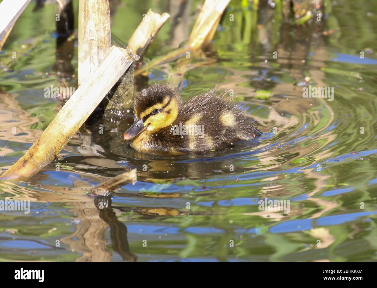Mallard Chick (Anas platyrhynchos) Foto Stock