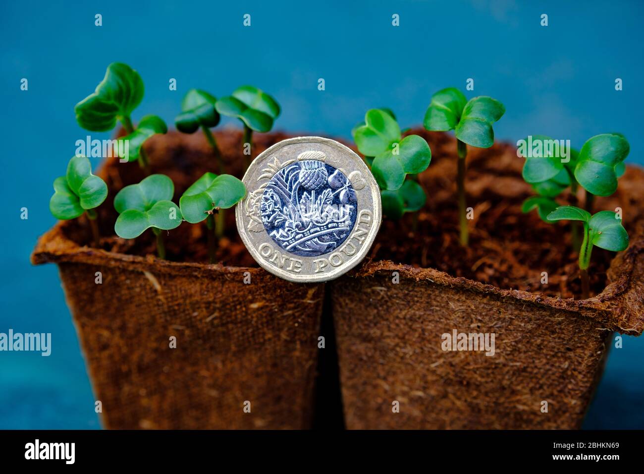 Una moneta inglese della libbra ha messo in nuove piante di grownig in pentole. Concetto di sviluppo finanziario, crescita della ricchezza e profitto degli investimenti. Foto Stock
