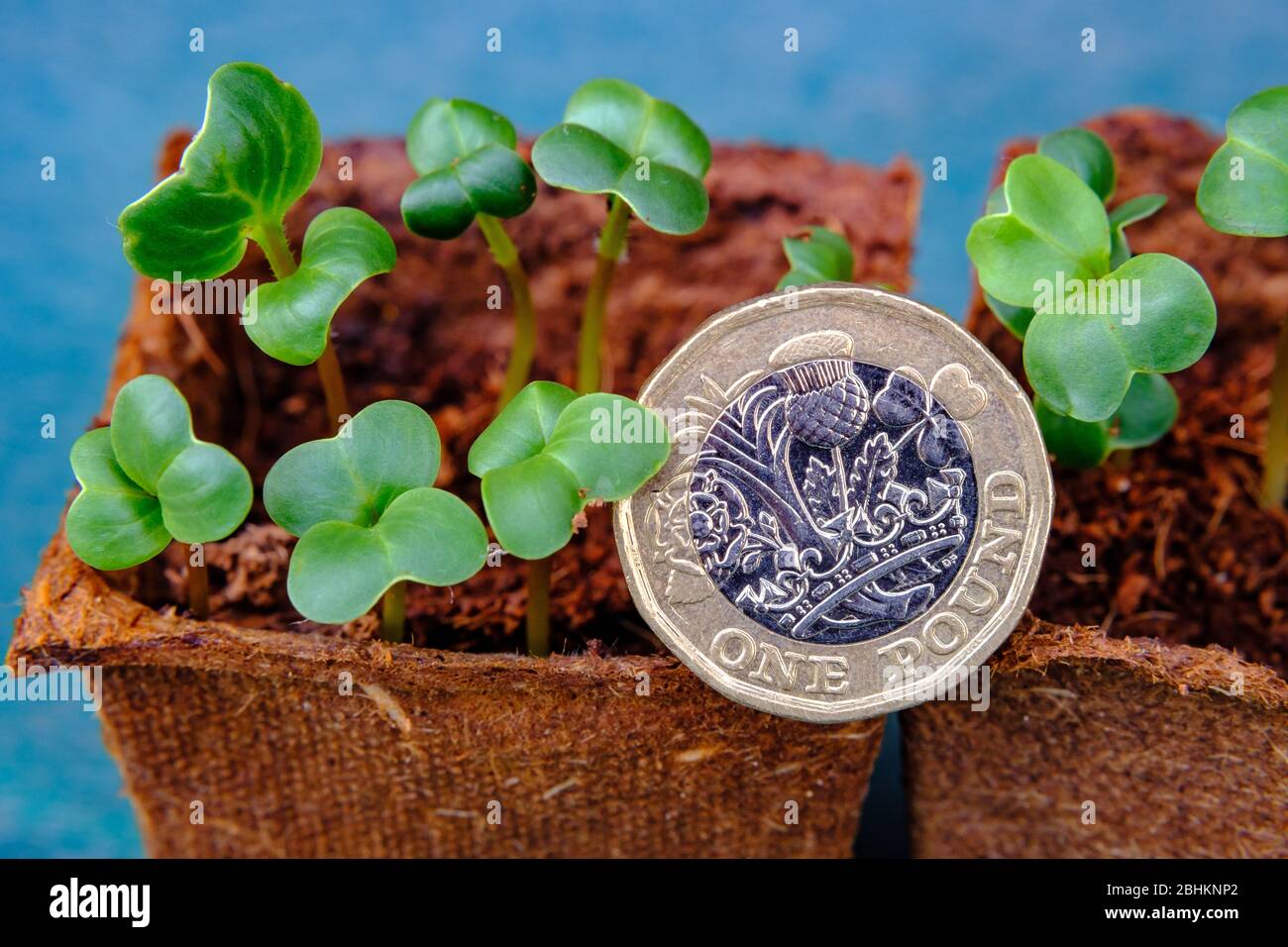Una moneta britannica della libbra ha messo in piante crescenti nuove in pentole. Concetto di sviluppo finanziario, crescita della ricchezza e profitto degli investimenti. Foto Stock