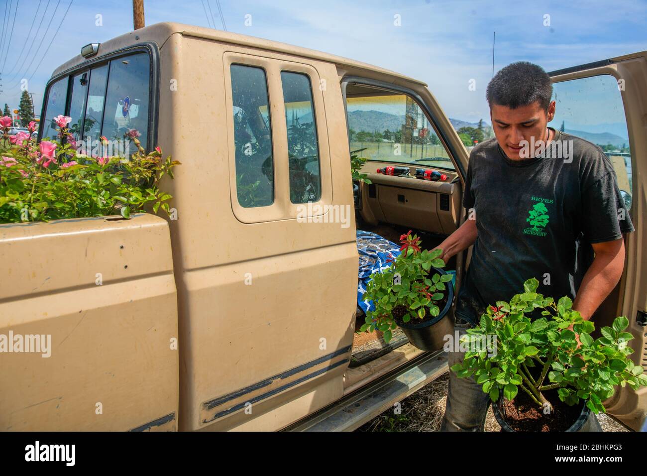 Un lavoratore vende piante di rose dal retro di un camion vicino all'angolo di Calif., autostrada 190 e Plano Street a Porterville. Il lavoratore ha detto che l'attività è stata più alta del solito durante la California COVID-19/Coronavirus arresto come residenti che si riparano in giardino per rimanere occupato. Foto Stock