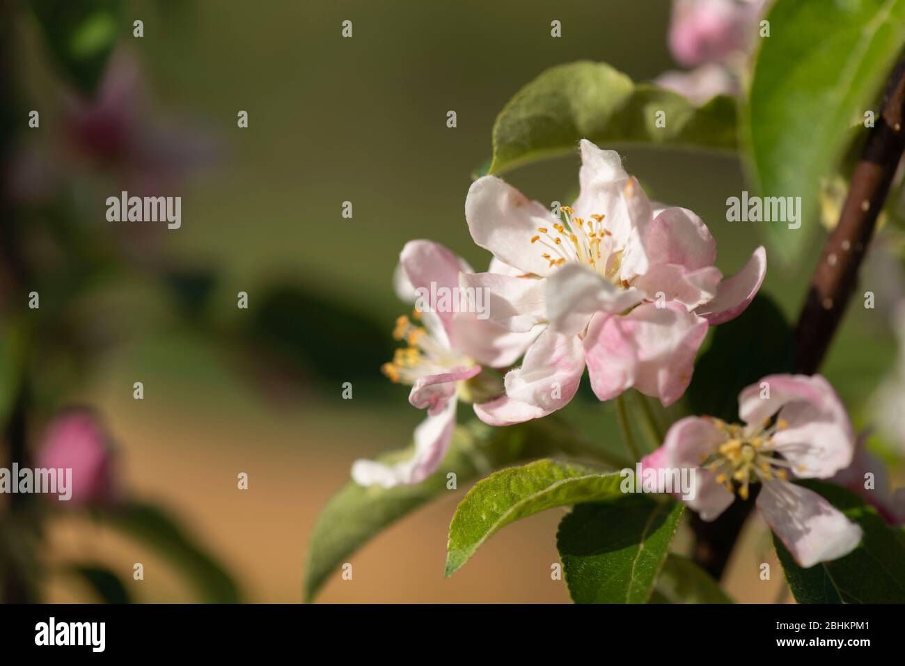 Fiori bianchi di colore rosa sul "Golden Hornet" di Malus in primavera. Foto Stock