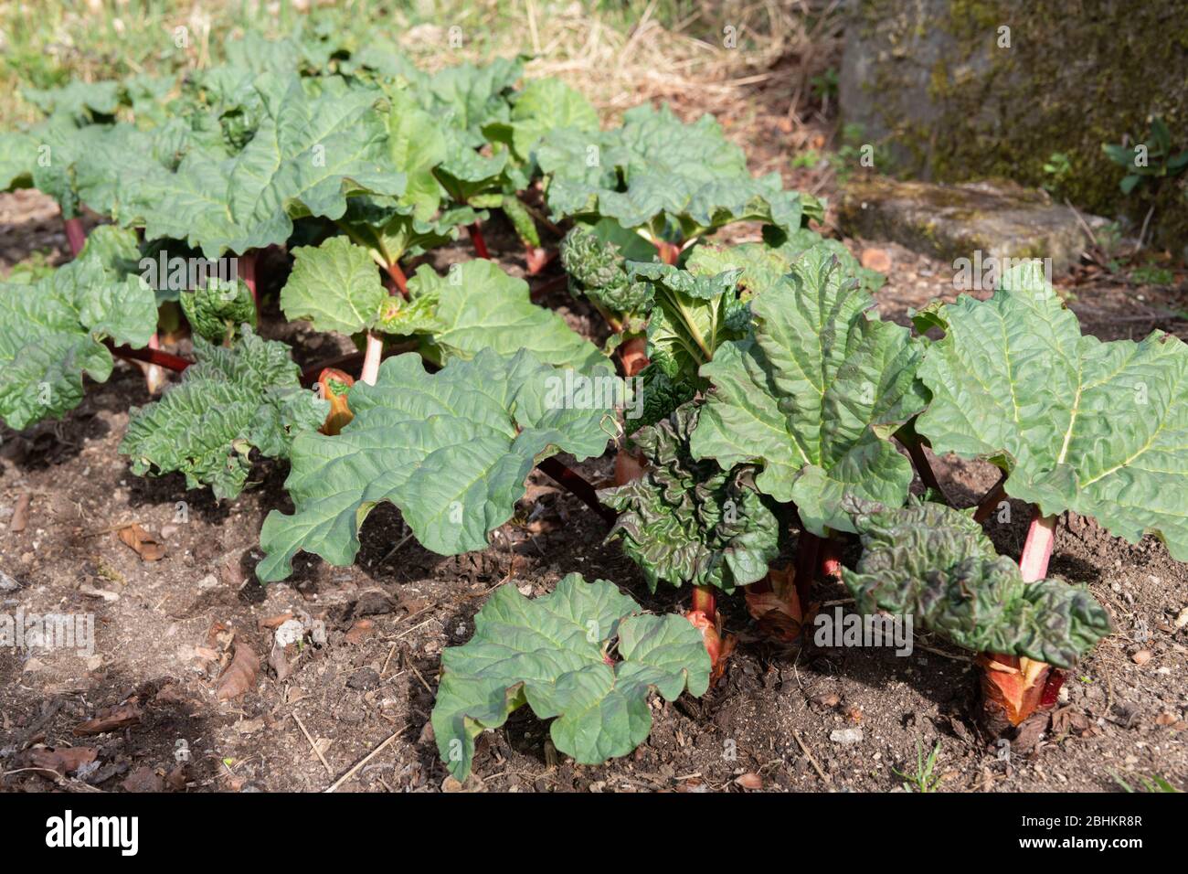 Rhubarb coltivato in casa su un plot di verdure in primavera Sunshine Foto Stock