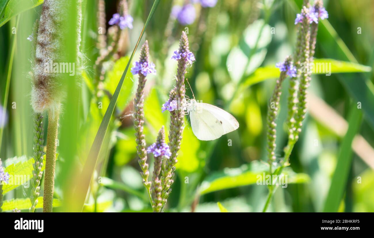 Una bella farfalla bianca cavolo (Pieris rapae) arroccata su una pianta di fiori viola nel Colorado settentrionale Foto Stock