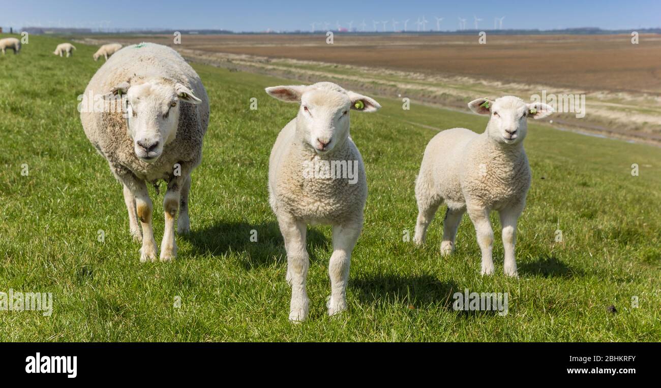 Panorama delle pecore madri e dei piccoli agnelli nella regione di Dollard, Olanda Foto Stock