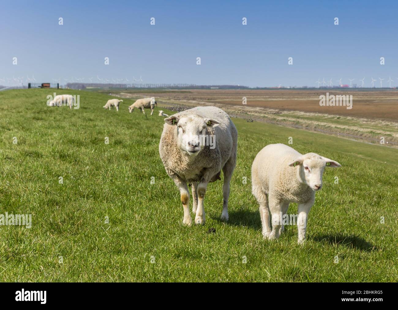 Madre pecora e agnello su una diga a Groningen, Paesi Bassi Foto Stock