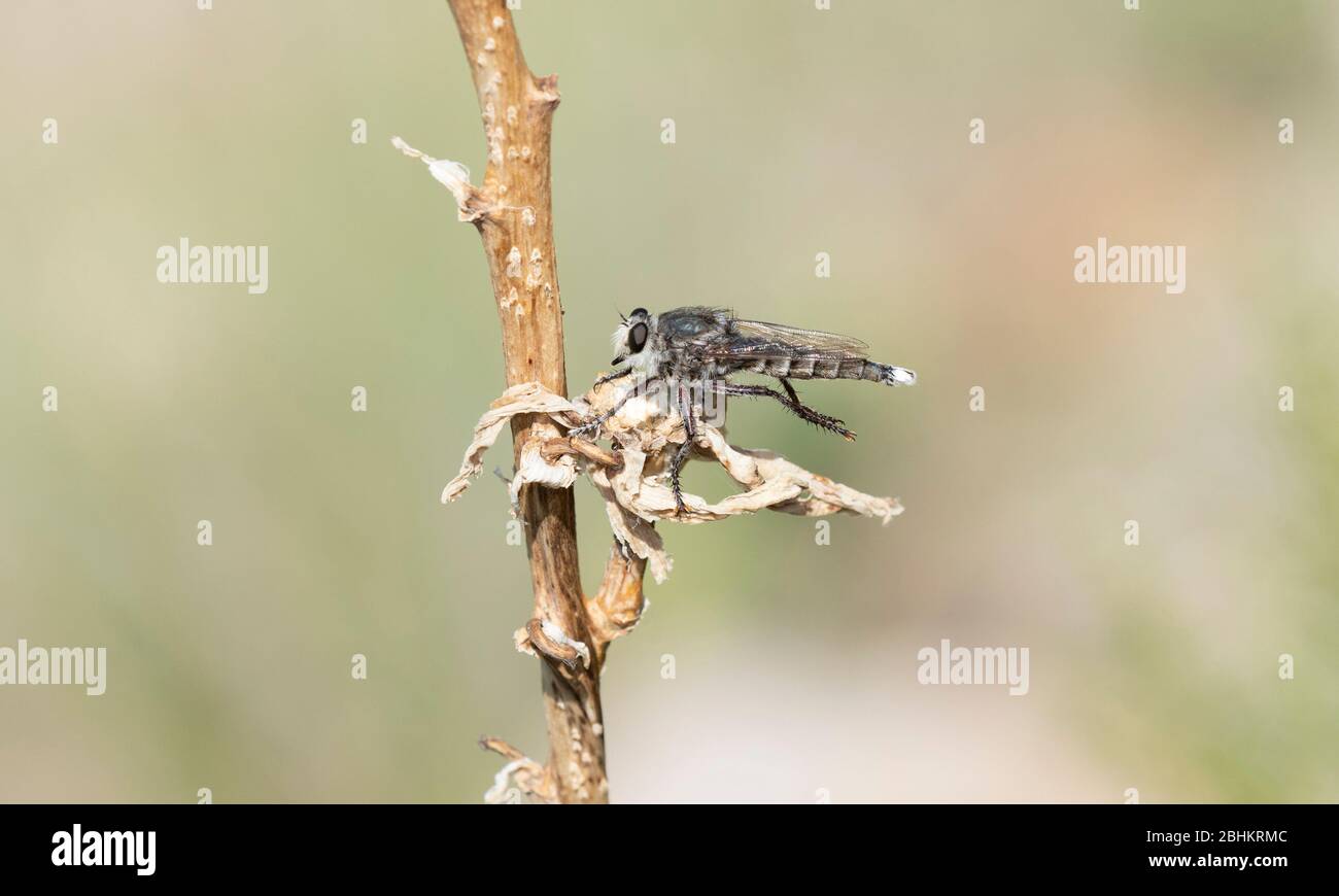Triorla interrupta Robber Fly appollaiato su vegetazione secca in attesa di un Prey Item nel Colorado orientale Foto Stock