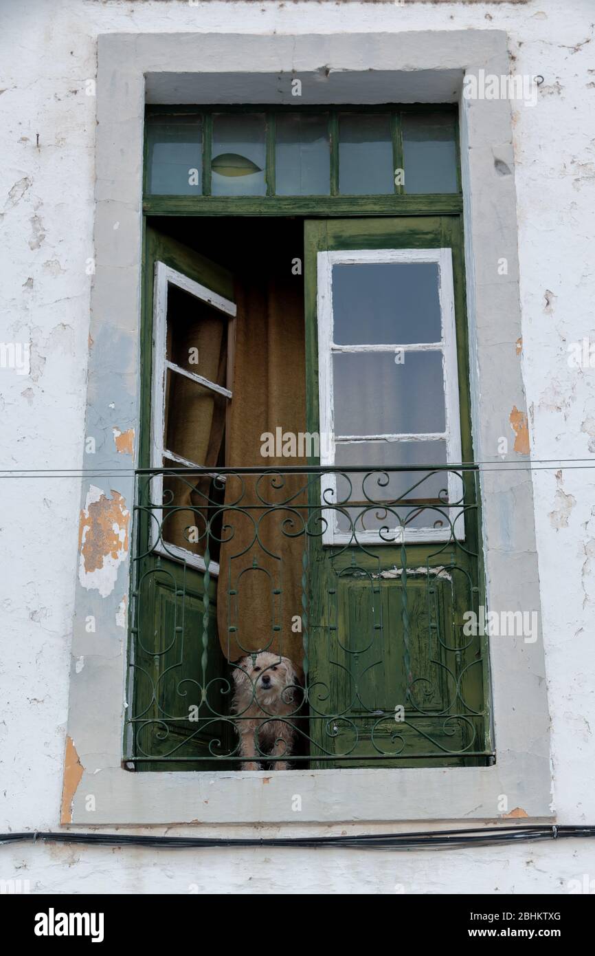 Cane divertente che guarda fuori su un balcone Foto Stock