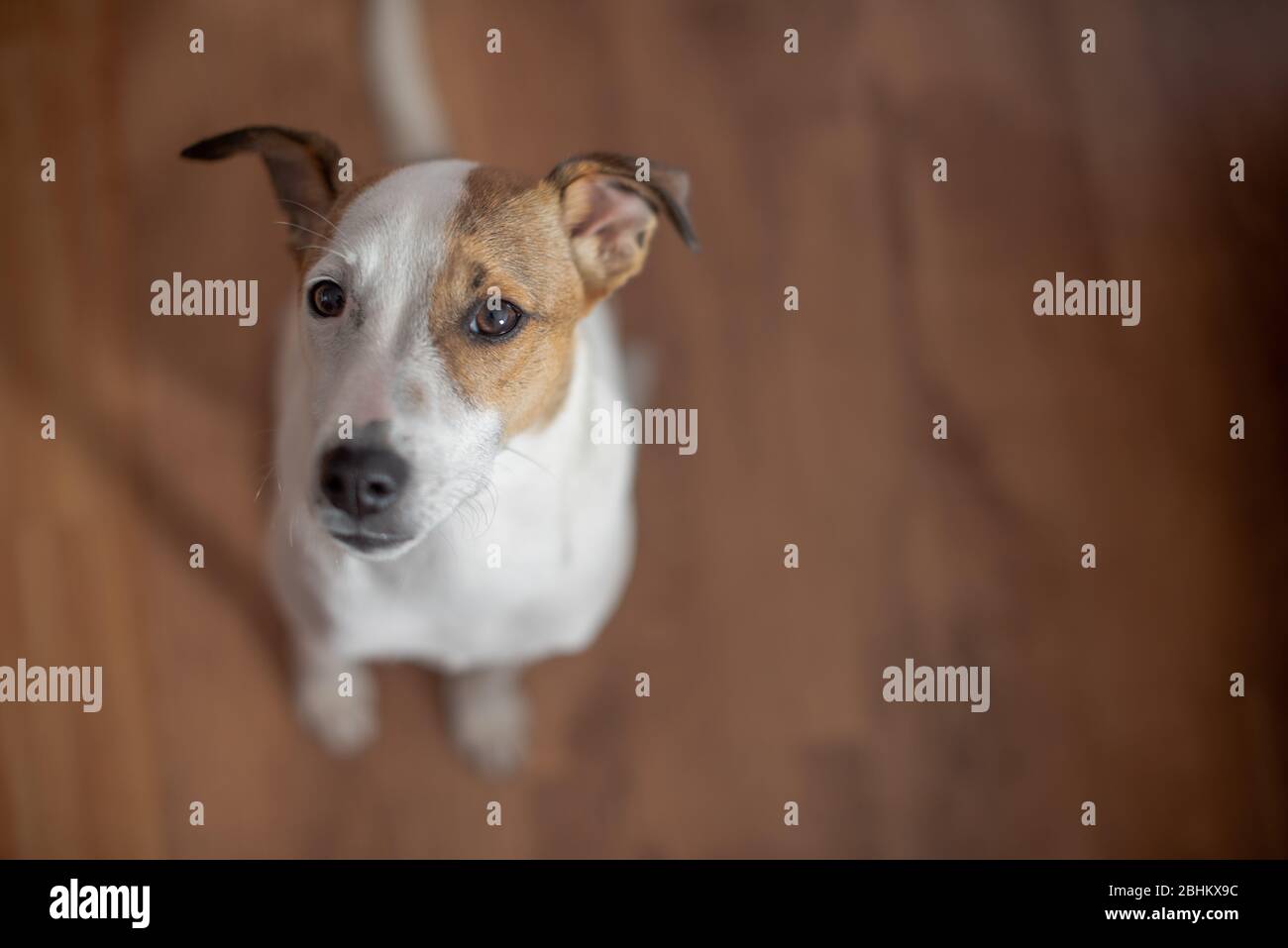 Ritratto di jack russell terrier Foto Stock