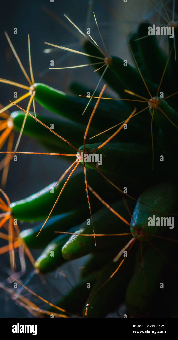 Punte di pianta di cactus con illuminazione attraente. Messa a fuoco selettiva. Profondità di campo bassa Foto Stock
