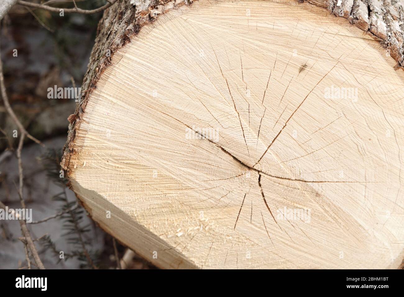 Un tronco di legno è stato segato aperto, mostrando una sezione trasversale del suo legno leggermente colorato all'interno. Foto Stock