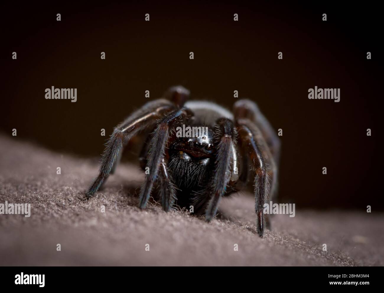 macro di spaventoso ragno nero con gambe pelose e molti occhi Foto Stock