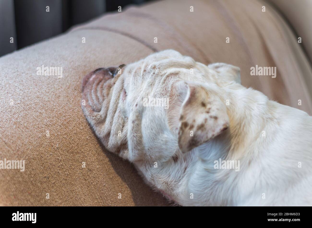 Carino cane di razza inglese Bulldog dormire comodamente con la testa appoggiata sul divano, cane poggiato sul divano. Foto Stock