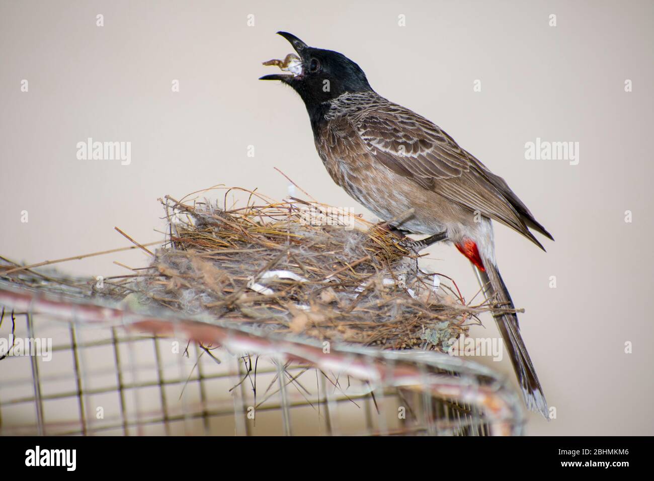 Bulbul Bird che alimenta i loro bacche di uccelli del bambino Foto Stock