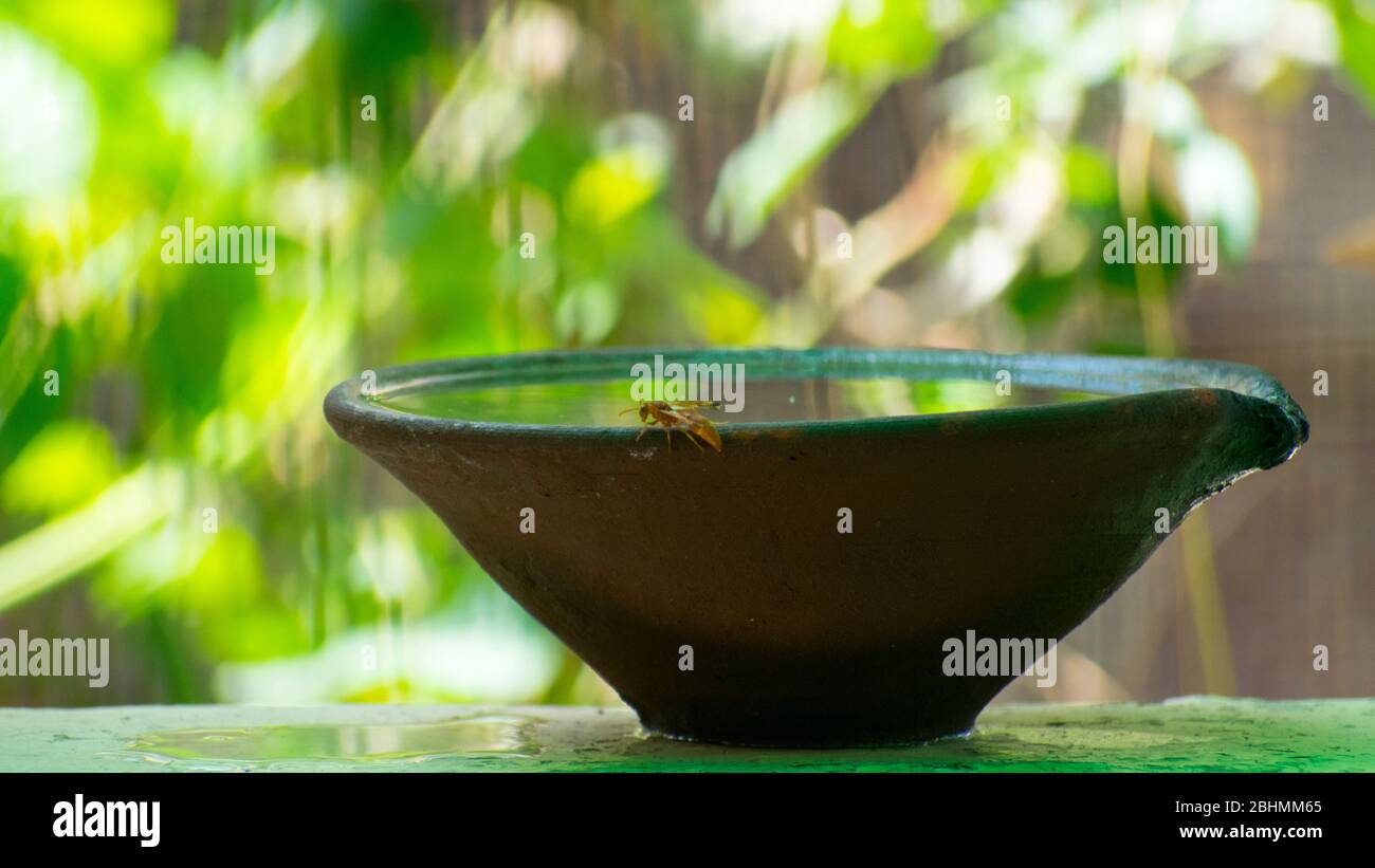 acqua in vaso di creta per gli uccelli in estate calda Foto Stock