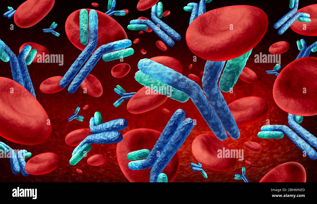 L'anticorpo nel sangue e l'immunoglobulina come anticorpi che fluiscono all'interno di un corpo umano come illustrazione 3D. Foto Stock