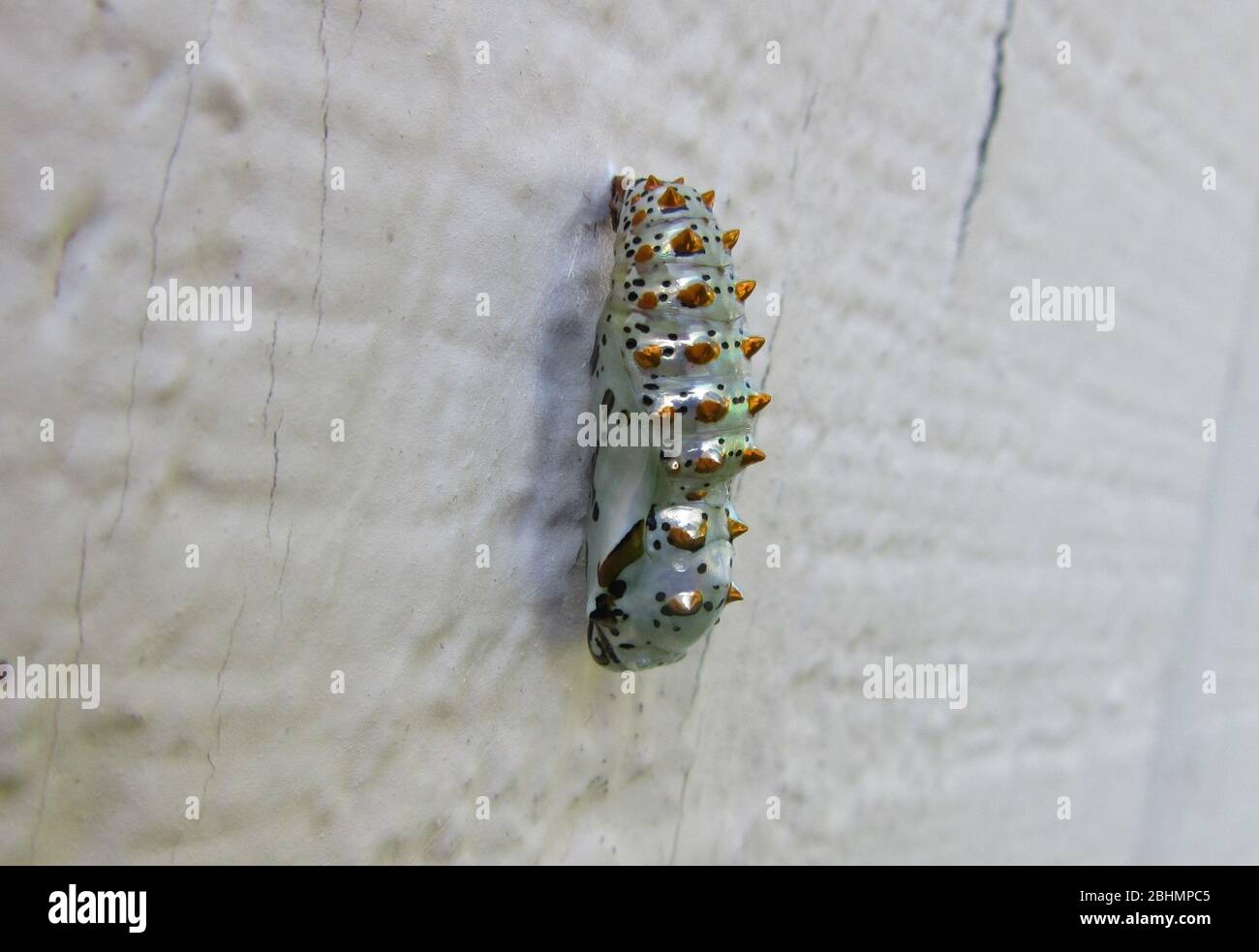 La Pupa Chrysalis della farfalla fritta variegata Foto Stock