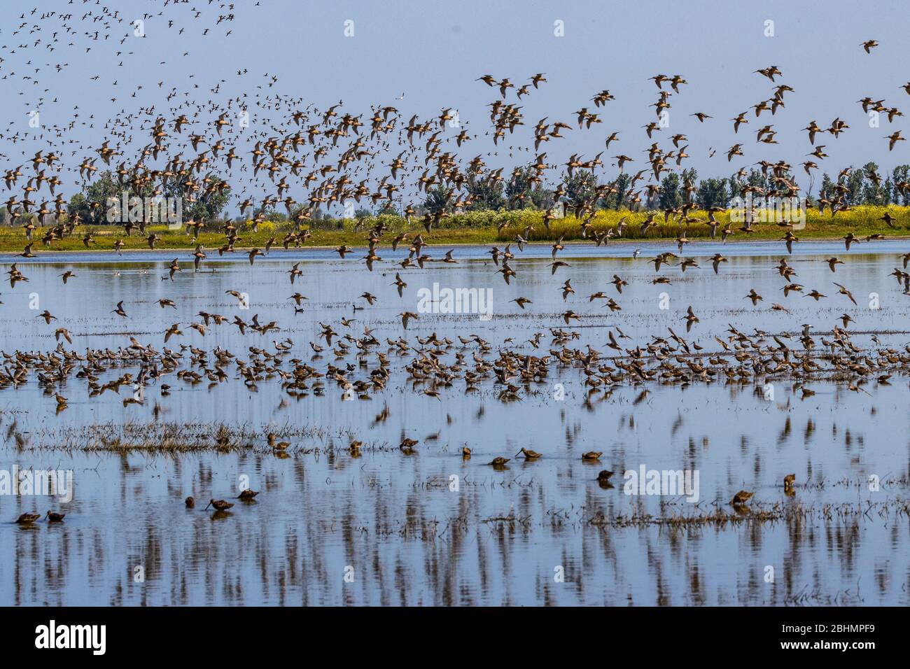 Shorebirds prendere il volo al rifugio Merced National Wildlife nella Central Valley della California Foto Stock