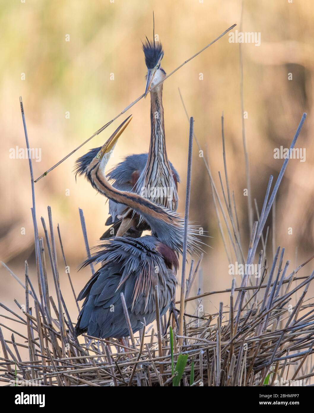 26 aprile 2020, Baden-Wuerttemberg, Waghäusel: Mentre il suo partner sta già aspettando sul nido nelle canne, un airone viola porta un altro ramo sulla costruzione filigrana. Una piccola colonia di uccelli impressionanti razze qui sul bordo di una strada principale. Foto: Boris Roessler/dpa Foto Stock